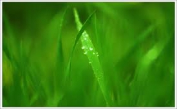 Vị thương gia và cô gái